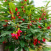 Sesbania Grandiflora Seeds (Agati / Agathi / Hummingbird Tree)