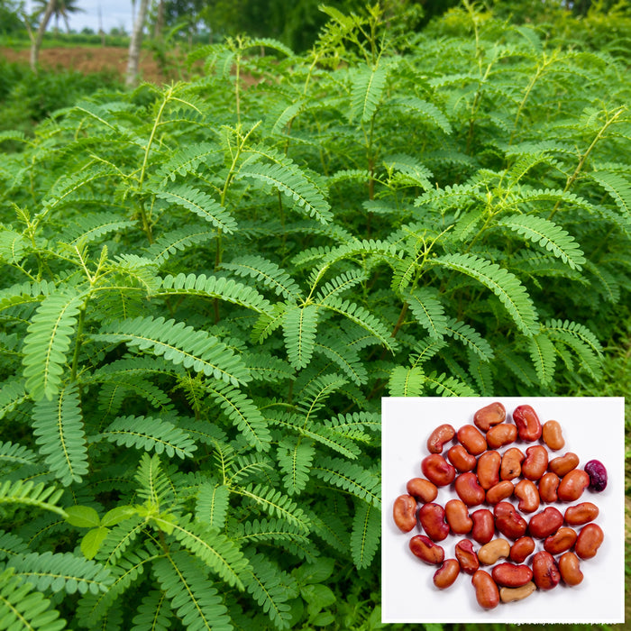 Sesbania Grandiflora Seeds (Agati / Agathi / Hummingbird Tree)