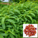 Sesbania Grandiflora Seeds (Agati / Agathi / Hummingbird Tree)