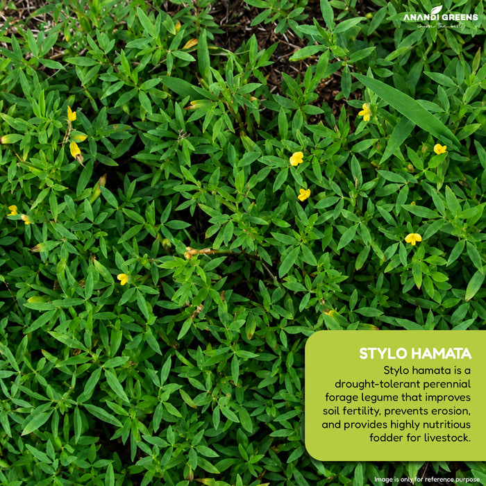Stylo Hamata Seeds