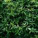 Stylo Hamata Seeds
