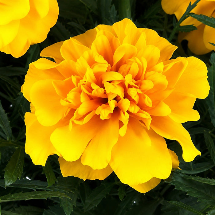 Marigold – French Jaine Series F1 /