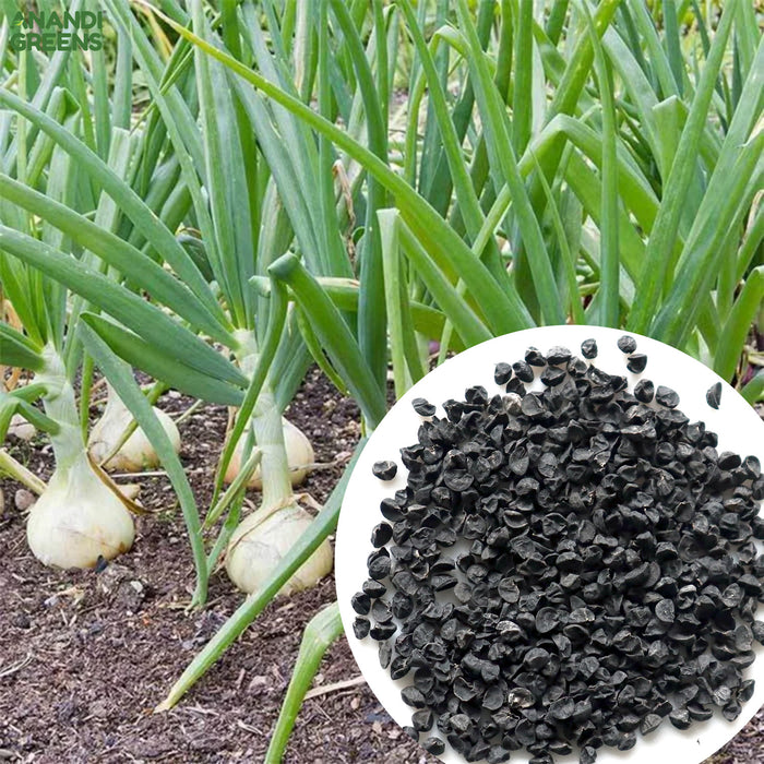 White-Onion-Seeds 
