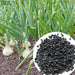 White-Onion-Seeds 