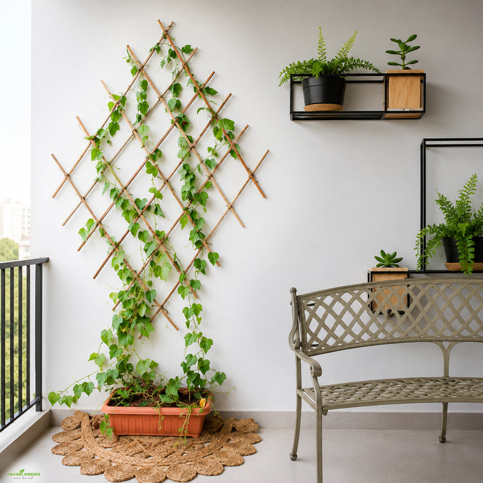 Wooden Plant Support Stick