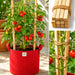 Wooden Plant Support Stick