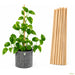 Wooden Plant Support Stick