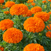 African Marigold Sondesh Orange flowers in bloom