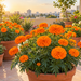 African Marigold Sondesh Orange in a terrace garden