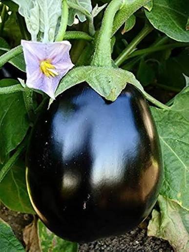Anandi Greens F1 hybrid brinjal big round seeds