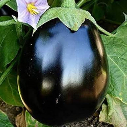 Anandi Greens F1 hybrid brinjal big round seeds