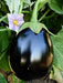 Anandi Greens F1 hybrid brinjal big round seeds