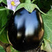 Anandi Greens F1 hybrid brinjal big round seeds