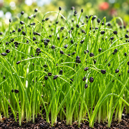 ONION (MICROGREEN) – microgreens crop illustration