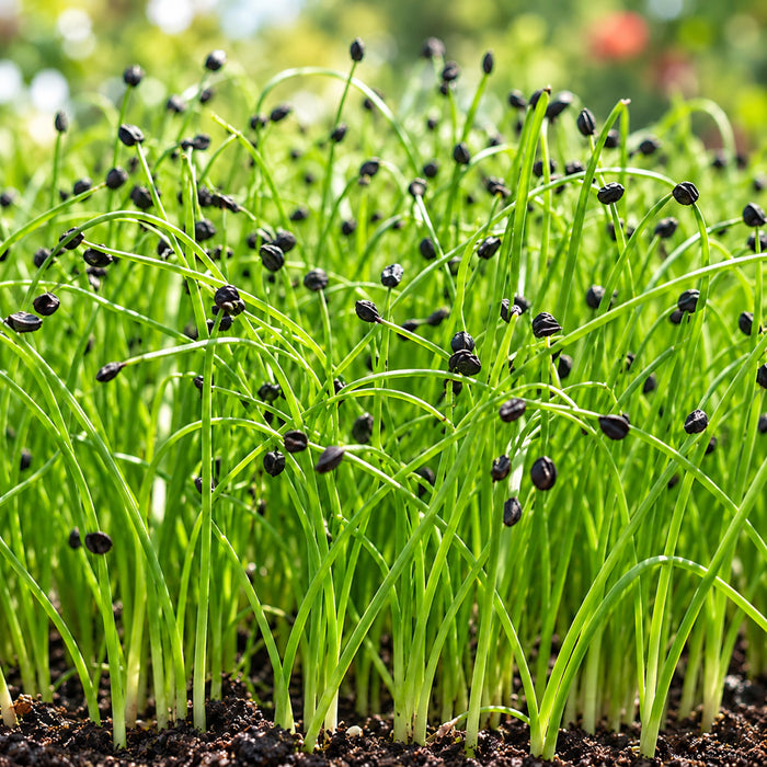 ONION (MICROGREEN) – microgreens crop illustration
