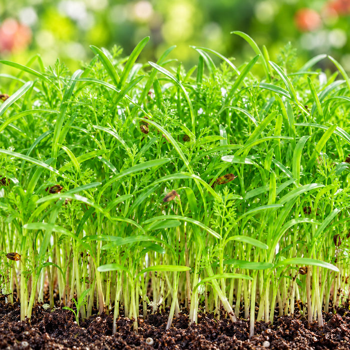Carrot Desi Lalima microgreens crop illustration