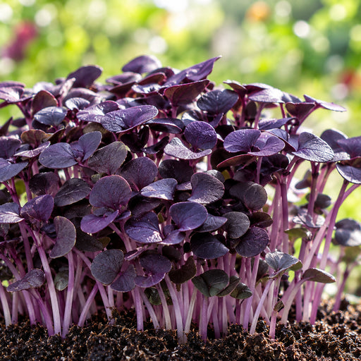 BASIL DARK OPAL (PURPLE) (MICROGREEN) – microgreens crop illustration