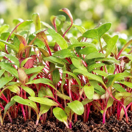 Swiss Chard IND (MICROGREEN) – microgreens crop illustration