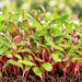 Swiss Chard IND (MICROGREEN) – microgreens crop illustration