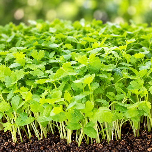 CELERY (MICROGREEN) – microgreens crop illustration
