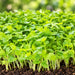 CELERY (MICROGREEN) – microgreens crop illustration