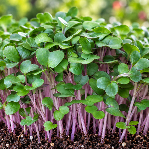 KNOL - KHOL PURPLE (MICROGREEN) – microgreens crop illustration