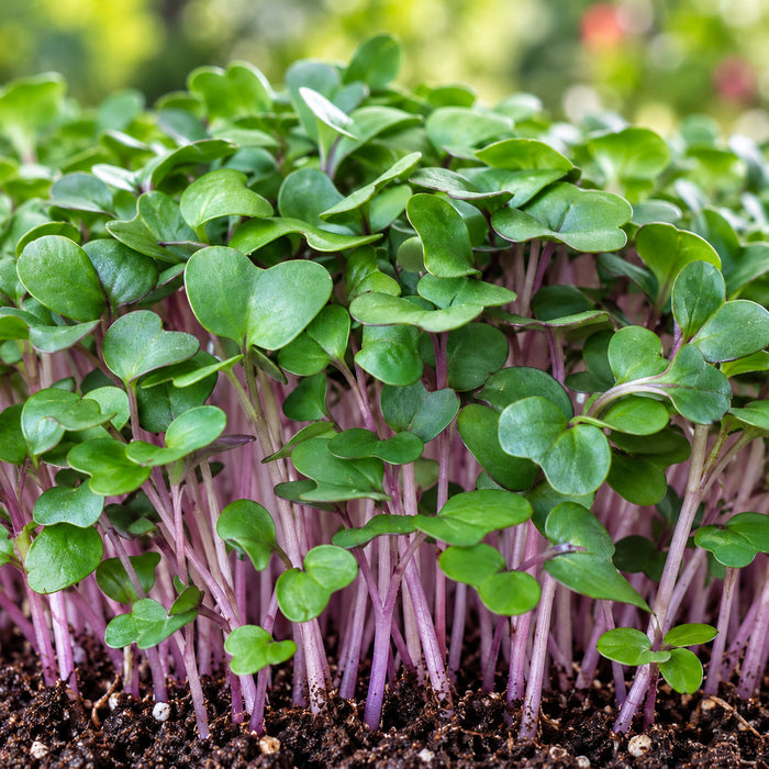 KNOL - KHOL PURPLE (MICROGREEN) – microgreens crop illustration