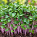 KNOL - KHOL PURPLE (MICROGREEN) – microgreens crop illustration