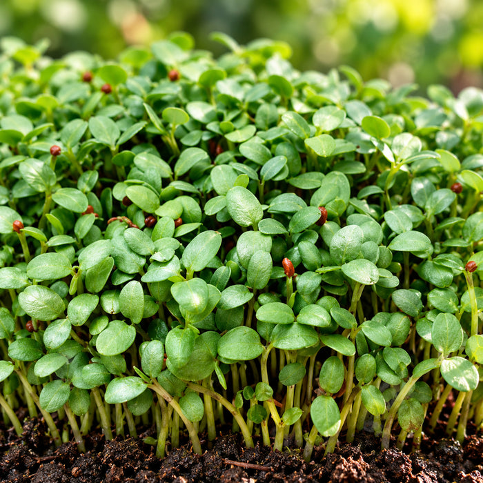 Clover microgreen seeds – microgreens crop illustration