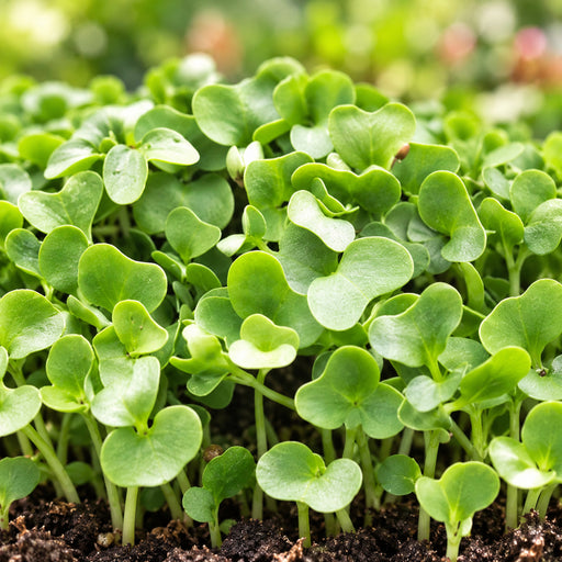 KNOL-KHOL GREEN (MICROGREEN) – microgreens crop illustration