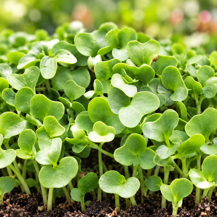 KNOL-KHOL GREEN (MICROGREEN) – microgreens crop illustration