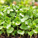 KNOL-KHOL GREEN (MICROGREEN) – microgreens crop illustration