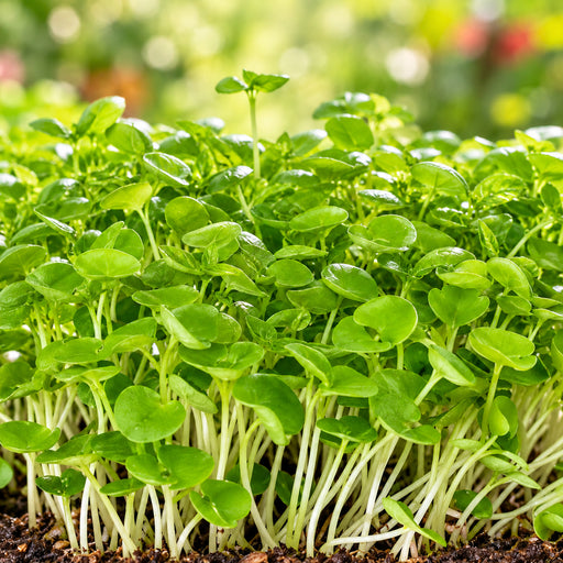 Basil Green Microgreen Seeds – microgreens crop illustration
