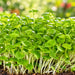 Basil Green Microgreen Seeds – microgreens crop illustration