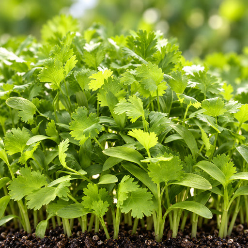 Coriander (धनिया) Microgreen Seeds – microgreens crop illustration
