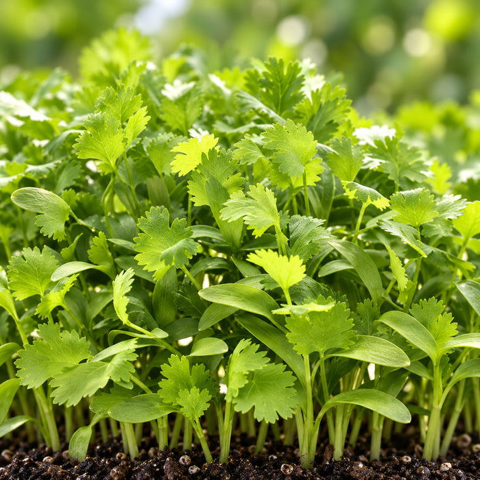 Coriander (धनिया) Microgreen Seeds – microgreens crop illustration