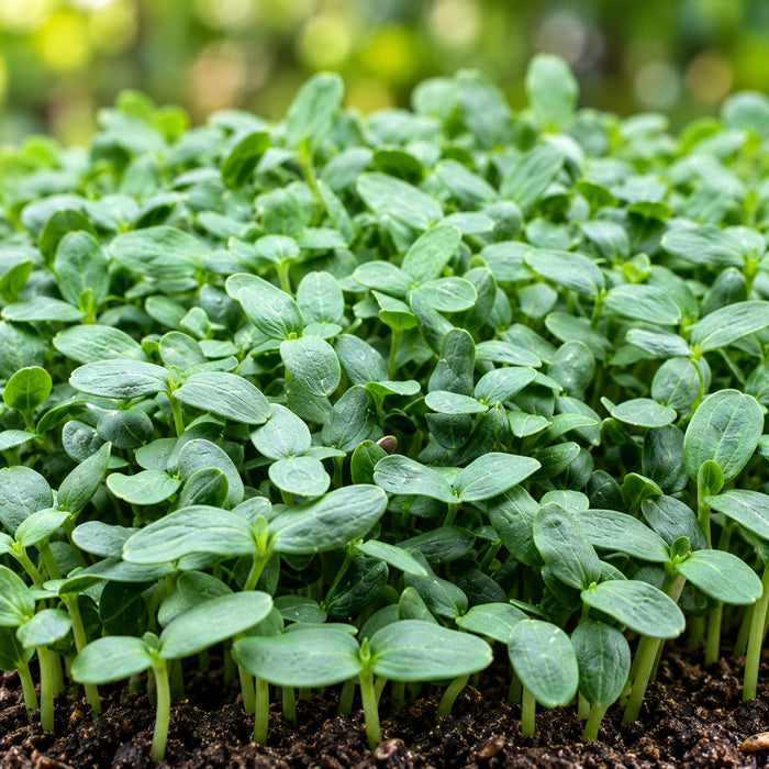 WATERMELON F-1 HYBRID (MICROGREEN) – microgreens crop illustration