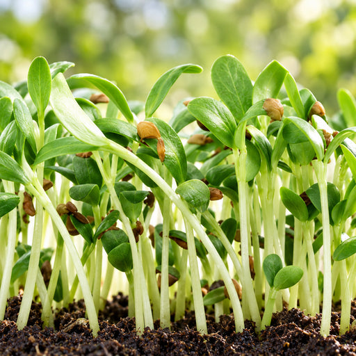 FENUGREEK (MICROGREEN) – microgreens crop illustration