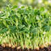 Pea Microgreens seeds (मटर माइक्रोग्रीन बीज) – microgreens crop illustration