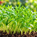 Spinach (पालक माइक्रोग्रीन) Microgreens Seeds – microgreens crop illustration