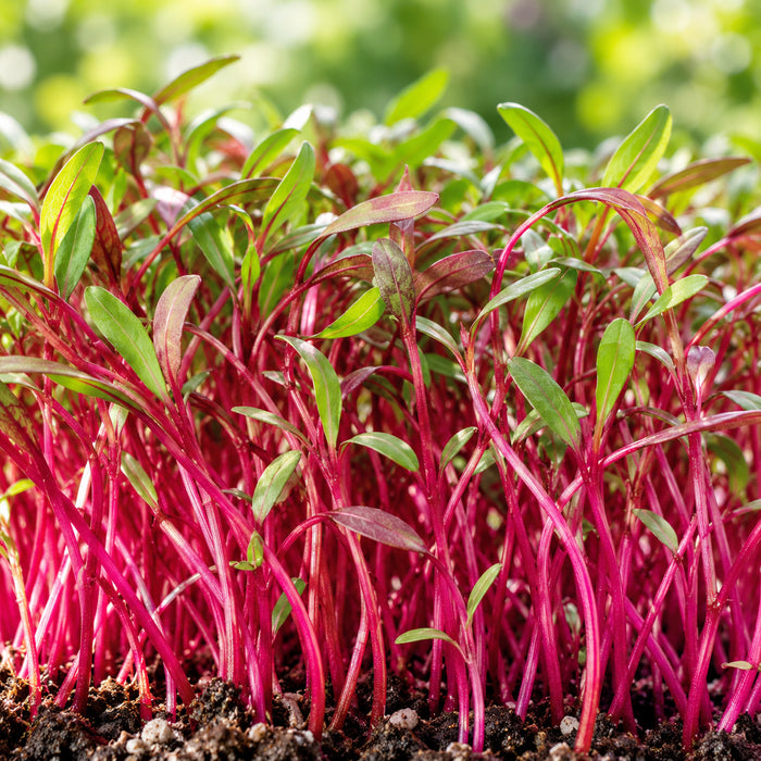 BEETROOT-DDR (MICROGREEN) – microgreens crop illustration