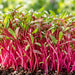BEETROOT-DDR (MICROGREEN) – microgreens crop illustration