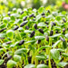 Sunflower Microgreens Seeds – microgreens crop illustration