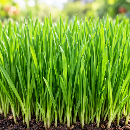 Wheatgrass (गेंहू घास माइक्रोग्रीन) Seeds – microgreens crop illustration