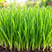 Wheatgrass (गेंहू घास माइक्रोग्रीन) Seeds – microgreens crop illustration