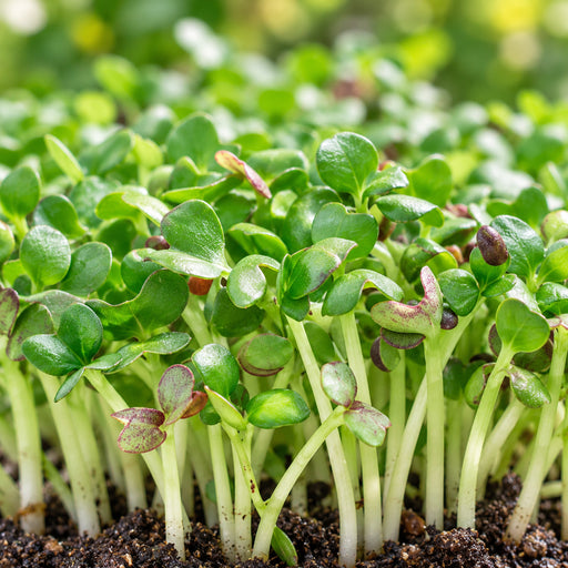 Mustard (सरसों माइक्रोग्रीन) Microgreens Seeds – microgreens crop illustration