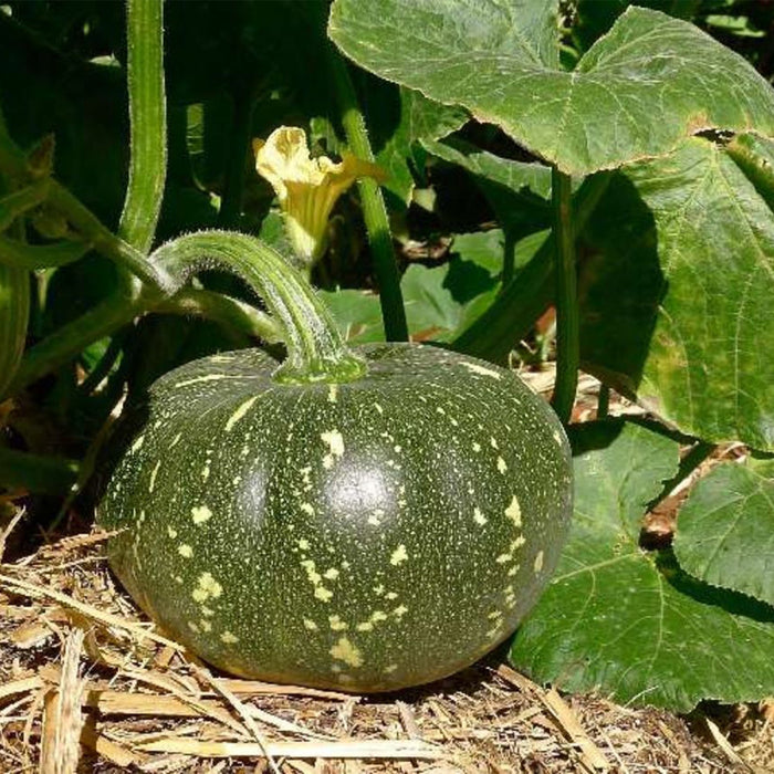 Anandi Greens pumpkin grown on the plant