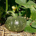 Anandi Greens pumpkin grown on the plant