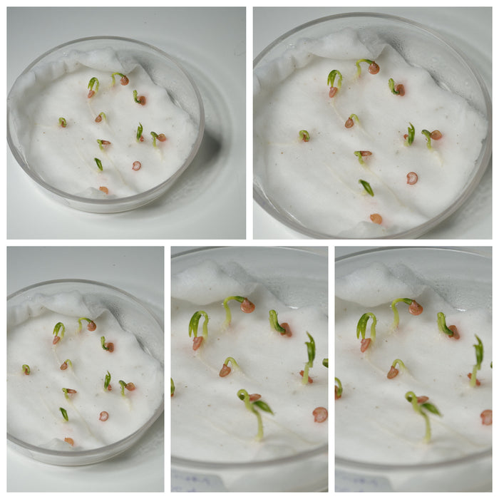Red Capsicum F1 Hybrid Seeds - original seed germination collage
