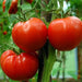 Anandi Greens tomato desi F1 hybrid seeds